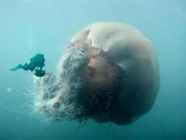 This is the biggest jelly fish.