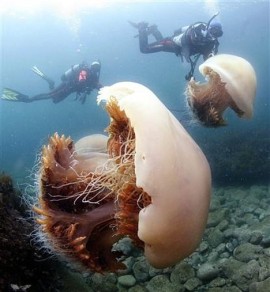 Two of the huge jelly fish accompanied by divers.