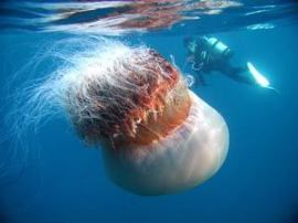 Really a big one. The size of this jelly fish compares to a size og human.