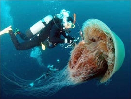 Jelly Fish with a diver.