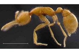 The Martialis heureka, a new species of blind, subterranean, predatory ants, is pictured above. The insect is like no other ant, and probably dates back 120 million years, making it the oldest still inhabiting the earth.