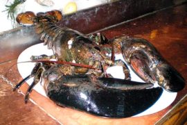 George, the 140-year-old, 20-pound lobster, lies on a plate at New York's City Crab and Seafood restaurant. He was spared the kitchen, and will be liberated off the coast of Maine on Saturday.